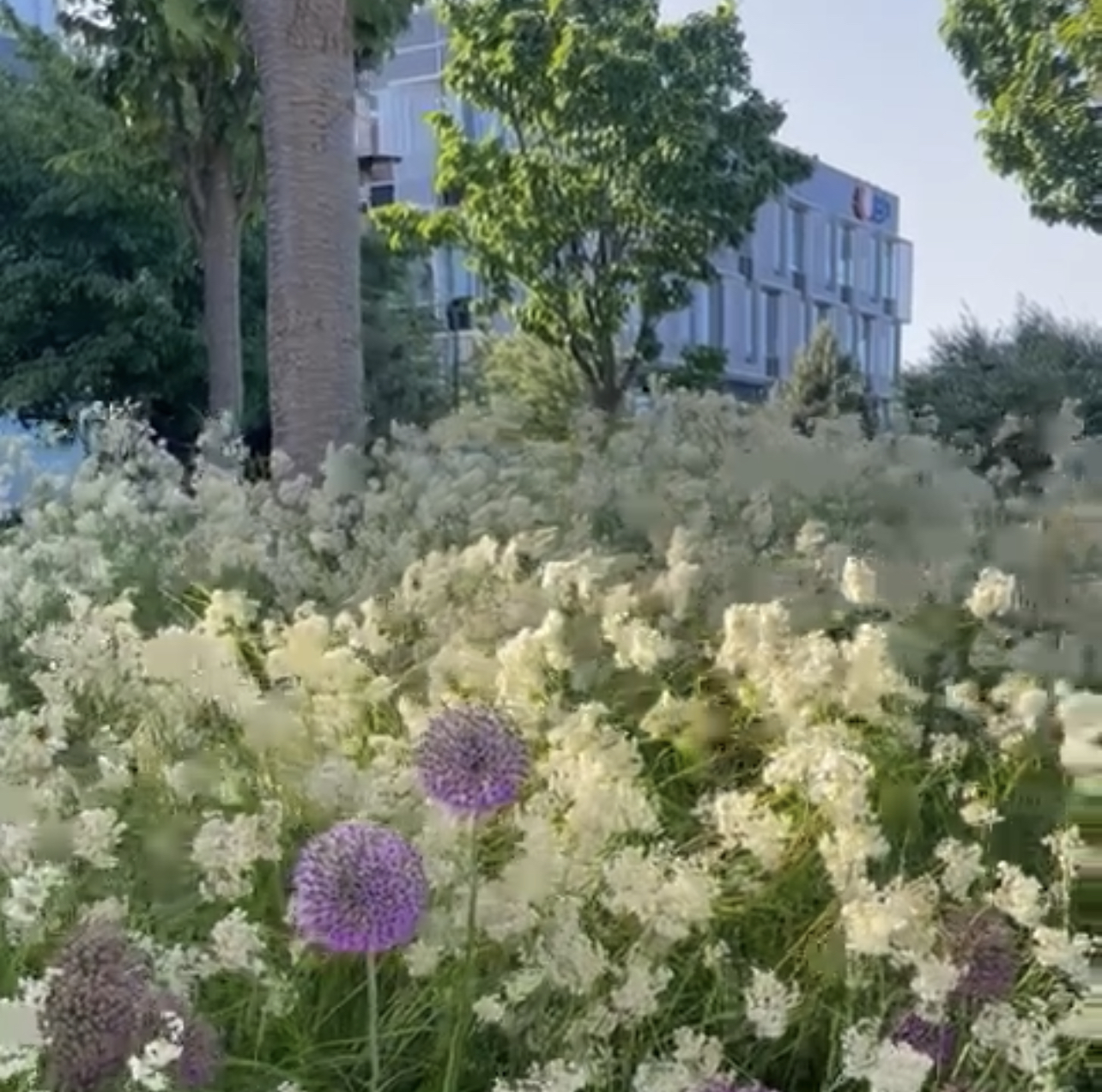 A garden with white and purple flowers in front of a building.