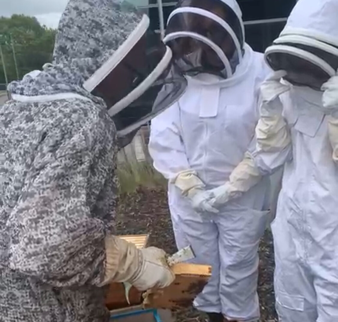 Three people in protective beekeeping suits observe a beehive frame being held and inspected by one of them outdoors.