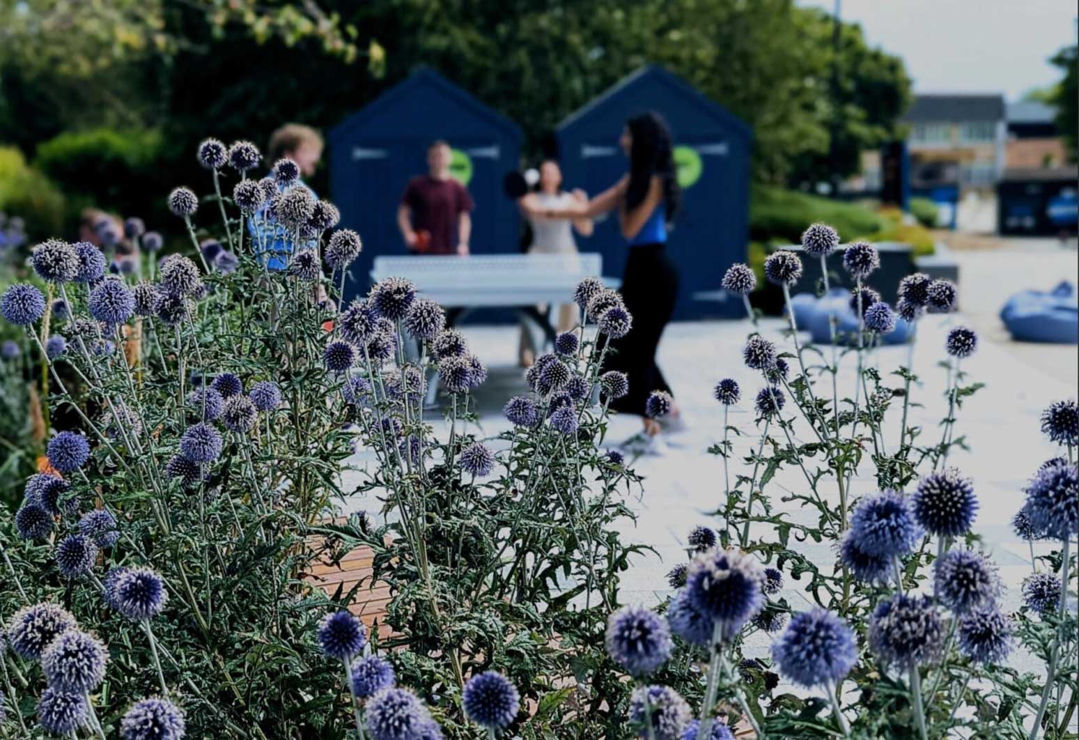 Purple thistle flowers in the foreground with four people playing table tennis and two blue sheds in the background.