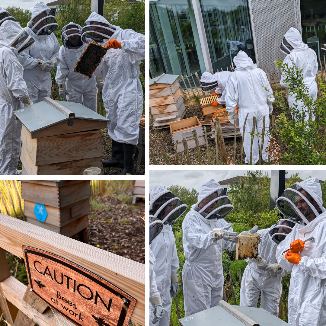 People in protective beekeeping suits inspect beehives and honeycombs near a building, with a Caution: Bees at work sign visible.